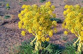 تحقیق در مورد آنغوزه      Ferula Assa